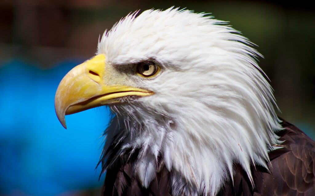 Bald eagle portrait